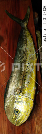 堤防から釣れる釣果釣り シイラマヒマヒ ウマビキ 鱪 鱰 寄魚Coryphaena hippurus 120192886