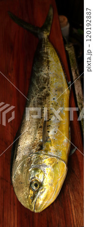 堤防から釣れる釣果釣り シイラマヒマヒ ウマビキ 鱪 鱰 寄魚Coryphaena hippurus 120192887