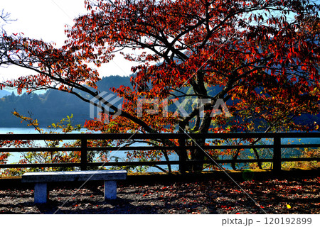 奥多摩湖 小河内ダム付近　紅葉の風景 120192899
