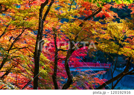 香嵐渓（秋） 120192916