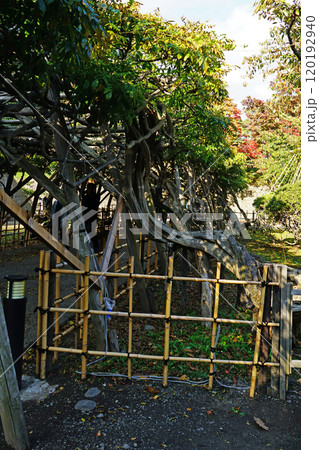 北海道　五稜郭　函館 120192940