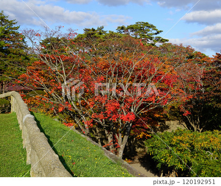 北海道　五稜郭　函館 120192951
