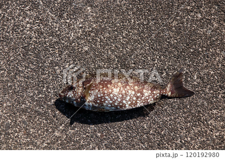 堤防から釣れる釣果釣りアイゴ　海水魚　棘　毒 120192980
