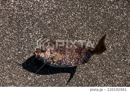 堤防から釣れる釣果釣りアイゴ　海水魚　棘　毒 120192981