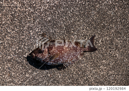堤防から釣れる釣果釣りアイゴ　海水魚　棘　毒 120192984