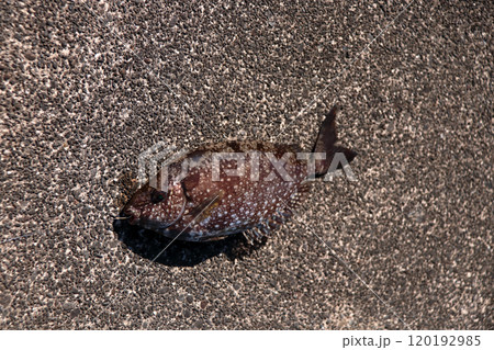 堤防から釣れる釣果釣りアイゴ　海水魚　棘　毒 120192985