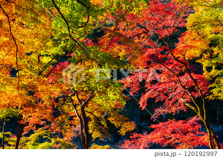香嵐渓の紅葉 香嵐渓の紅葉 120192997