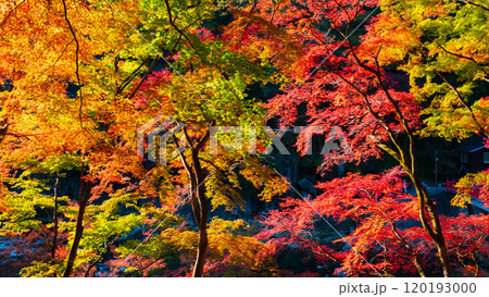 香嵐渓の紅葉 香嵐渓の紅葉 120193000