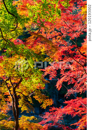 香嵐渓の紅葉 香嵐渓の紅葉 120193002