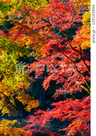 香嵐渓の紅葉 120193004