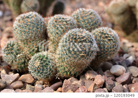 見るからに触ると痛そうなサボテン 120193049