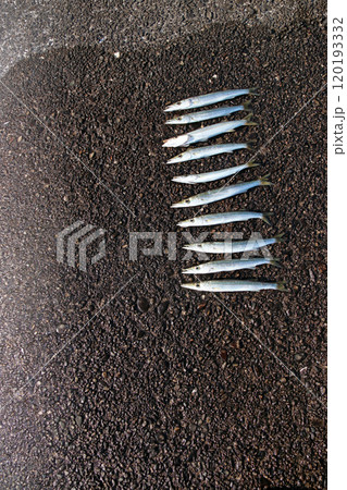 堤防から釣れる釣果釣り カマス 120193332