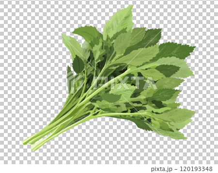 明日葉(蔬菜) 明日葉(蔬菜) 120193348