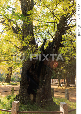 黄葉したイチョウ 120193412