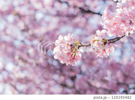 ピンク色に咲く桜 120193482