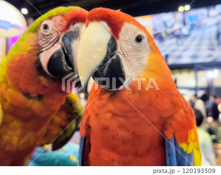 Two macaw parrots sitting on a stick in show 120193509