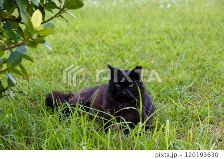 沖縄うるま市倉敷ダムの自然ふれあい広場（ナカユクイバル）にいる黒い野良猫 120193630