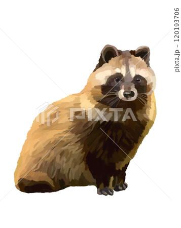 タヌキのイラスト素材 [120193706] - PIXTA