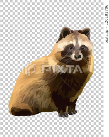 Raccoon dog 120193706