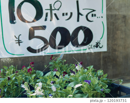 秋の市場で販売している花の様子 120193731
