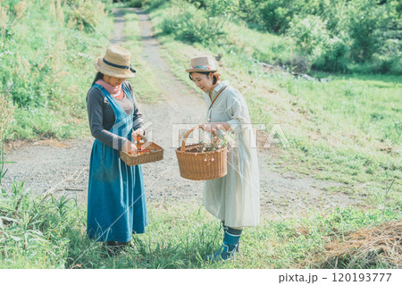 サポナリアの花摘み 120193777