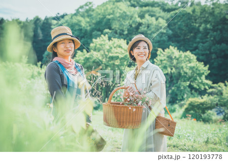 サポナリアの花摘み 120193778