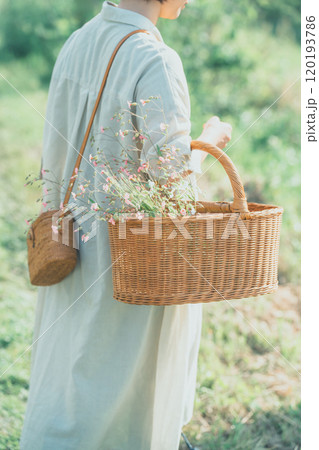 サポナリアを摘む女性 120193786