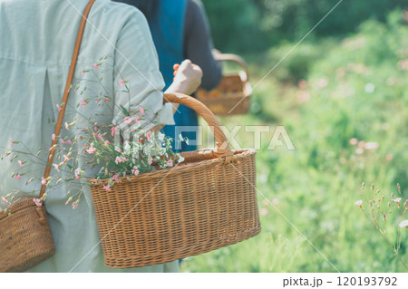 サポナリアの花摘み 120193792