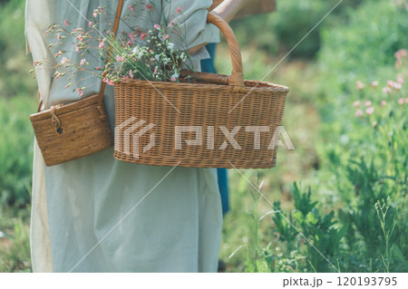 サポナリアの花摘み サポナリアの花摘み 120193795