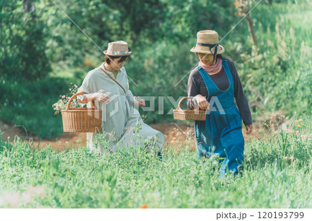 サポナリアの花摘み 120193799