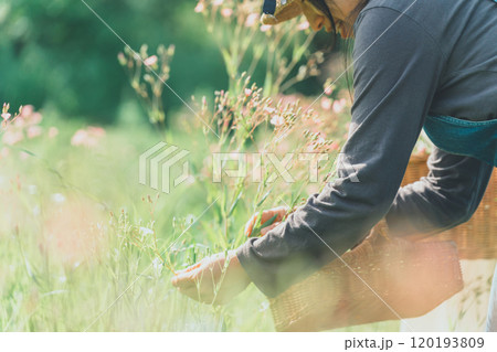 サポナリアの花摘み 120193809