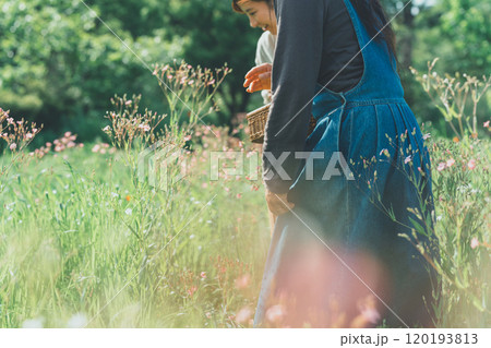 サポナリアの花摘み サポナリアの花摘み 120193813