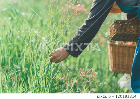 サポナリアの花摘み サポナリアの花摘み 120193814