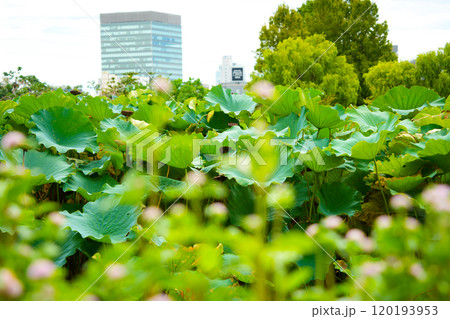 蓮池のある風景 120193953