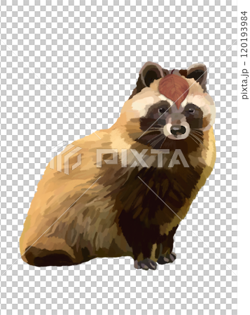 狸貓（含枯葉） 120193984