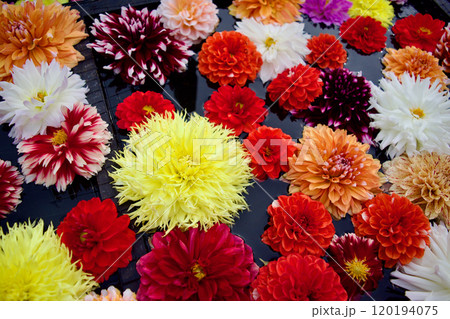 ダリアの花がいっぱい咲くカラフルで楽しい素材 120194075