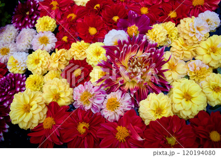ダリアの花がいっぱい咲くカラフルで楽しい素材 120194080