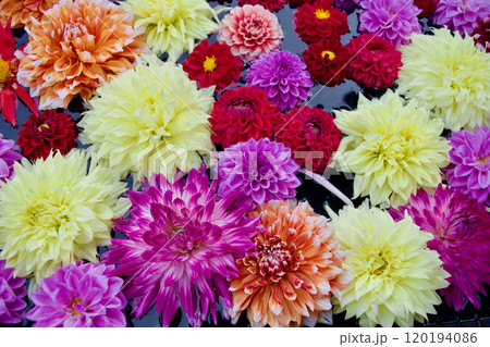ダリアの花がいっぱい咲くカラフルで楽しい素材 ダリアの花がいっぱい咲くカラフルで楽しい素材 120194086