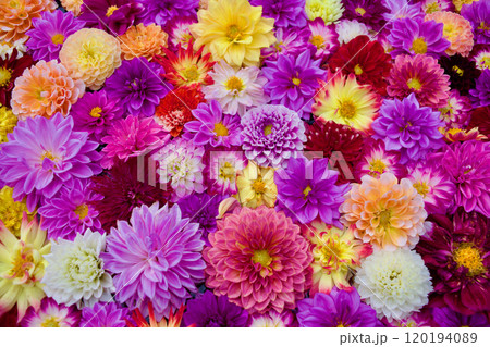 ダリアの花がいっぱい咲くカラフルで楽しい素材 ダリアの花がいっぱい咲くカラフルで楽しい素材 120194089