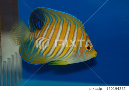 Regal Angelfish (Pygoplites diacanthus) Aquarium fish 120194285