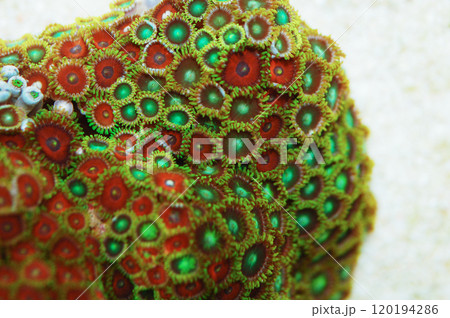 Eagle Eye and Dragon Eye Zoanthid Rock, Zoanthus spp 120194286
