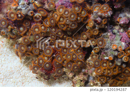 Super Orange Bullseye Zoanthid, Zoanthus spp Super Orange Bullseye Zoanthid, Zoanthus spp 120194287