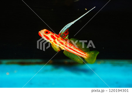 Yasha Hase Shrimp Goby - Stonogobiops yashia 120194301
