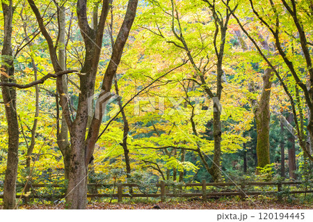 秋の中野もみじ山 清々しい紅葉の観楓台 青森県黒石市 秋の中野もみじ山 清々しい紅葉の観楓台 青森県黒石市 120194445