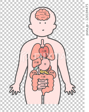 人體（大腦、器官、內臟器官）插圖及解釋 120194475