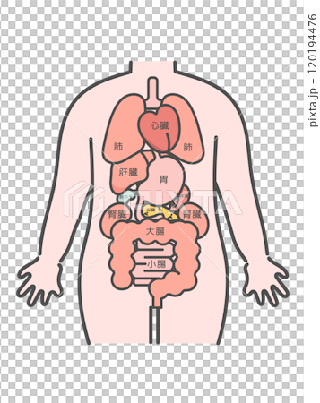 人體（器官/內臟器官）插圖及解釋 120194476