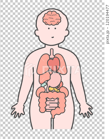 Illustration of the human body (brain, organs, internal organs) 120194477