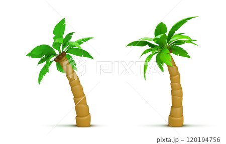 Palm tree with coconut. Realistic 3d vector 120194756