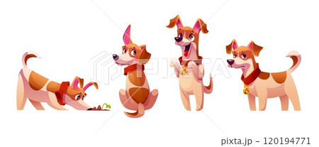 Cute funny little dog behavior. 120194771