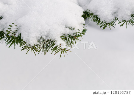 雪が積もった松の木の枝 120195787